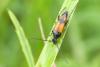 Stenurella bifasciata